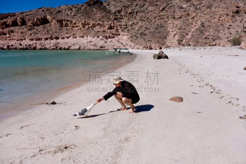 男人,海鸥,宁静,水平画幅,沙子,鸟类,户外,黑色,岛,海洋