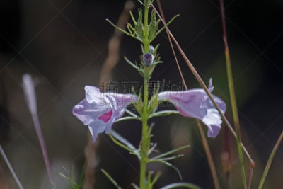 鹭管鱼,水平画幅,毛地黄,无人,道格拉斯猴子花,2015年,枝,长颈族,印度,摄影