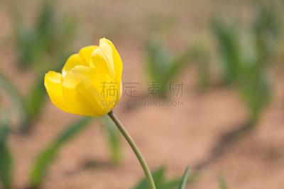 黄色,郁金香,高阳市,自然,野生动物,图像,仅一朵花,生物,无人,韩国