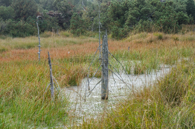 阿尔滕贝格,peat bog,羊胡子草,泥炭,萨克森,水,停泊的,旷野,摩尔人风格,石南花