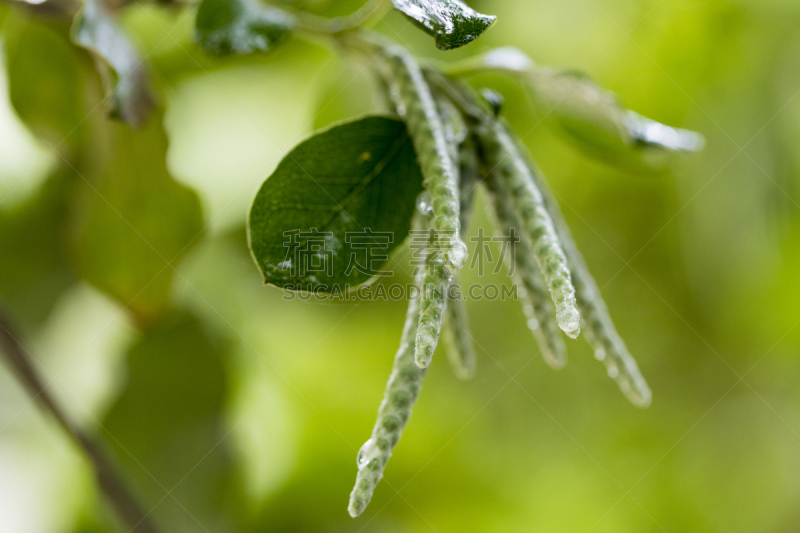 花蕾,叶子,绿色,柔和,舍布洛克街,雨滴,农业,湿,环境,环境保护