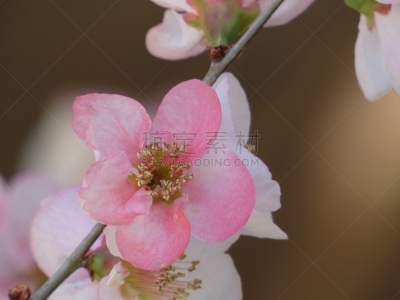 皱皮木瓜,自然,季节,图像,美,花瓣,春天,花头,无人,植物