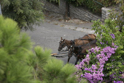 马轿,马,水平画幅,安纳托利亚,无人,夏天,户外,交通方式,哺乳纲,植物