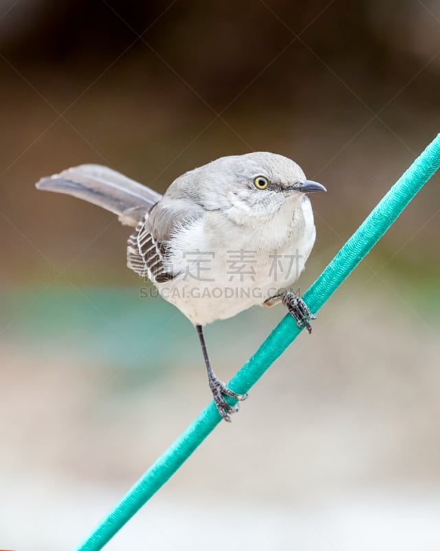 嘲鸫,弹力绳,自然,垂直画幅,野生动物,无人,鸟类,观鸟,北美歌雀,动物