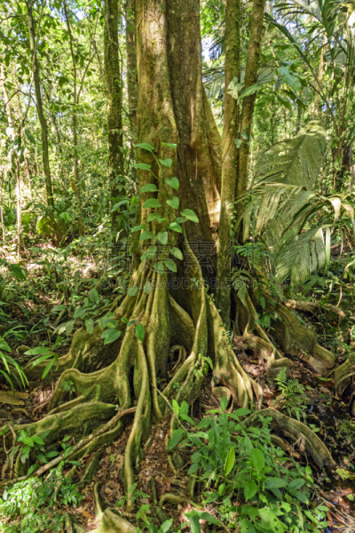 根部,雨林,tortuguero national park,里蒙省,哥斯达黎加,自然,垂直画幅,美,中美洲,无人