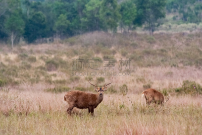 brow-antlered deer,动物群,自然,雄鹿,草地,野生动物,水平画幅,野外动物,夏天,白尾鹿