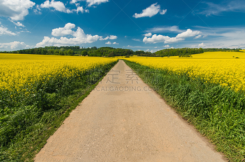 路,夏天,风景,自然,水平画幅,无人,小波兰省,户外,生物柴油,农作物