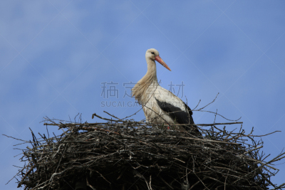 鸟巢,鹳,天空,美,颈,水平画幅,美人,鸟类,巨大的,居住区