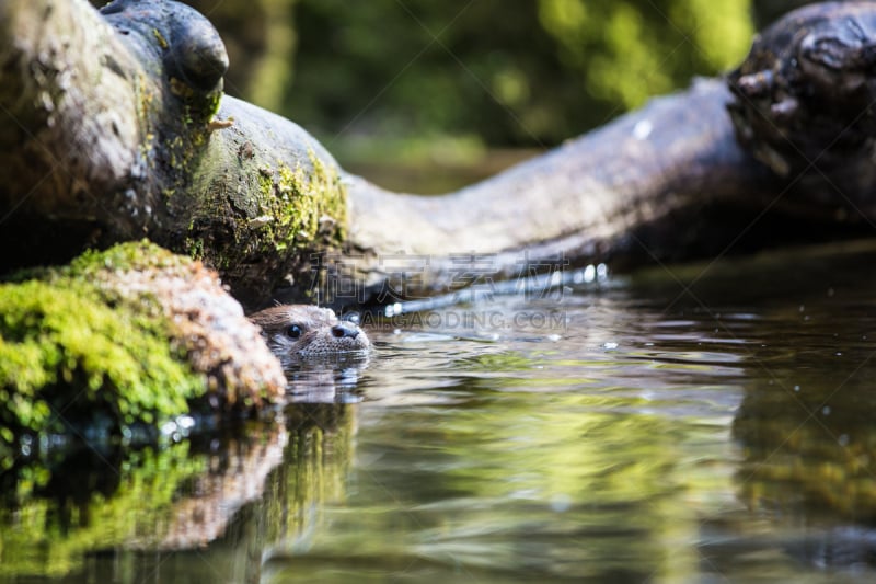 欧亚水獭,欧洲水獭,北美河獭,水獭,欧亚种族,水,褐色,水平画幅,湿,动物身体部位