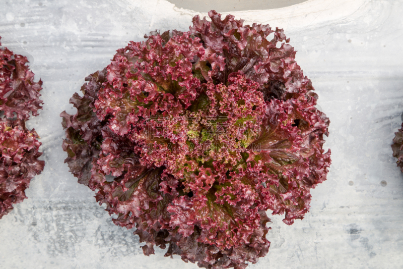 red coral lettuce in the field