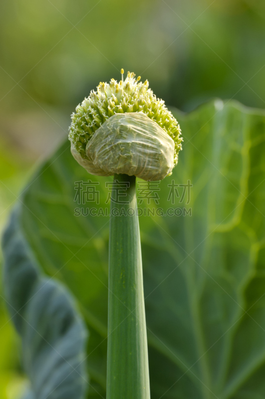 花蕾,洋葱,种子,垂直画幅,葱,水平画幅,生食,户外,草,维管植物