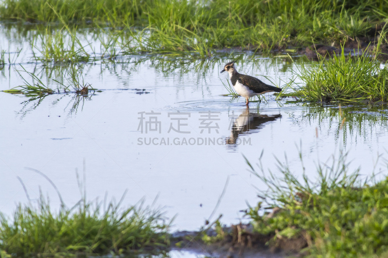 麦鸡亚科,自然,野生动物,水平画幅,地形,无人,鸟类,野外动物,户外,喙