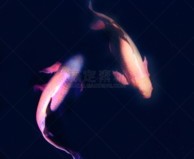 锦鲤,池塘,阴阳符,动物的鳞,水,水平画幅,2015年,鱼类,黑色背景,摄影