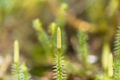 石松科,苔藓,维管束,美,水平画幅,无人,夏天,户外,田地,植物