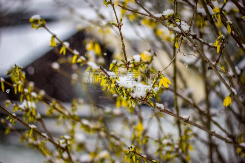 雪,连翘属植物,寒冷,美国,水平画幅,无人,户外,春天,花,摄影