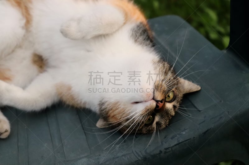 猫,疲劳的,椅子,美,水平画幅,进行中,动物身体部位,草坪,夏天,户外