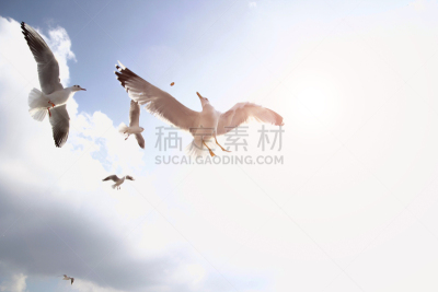 海鸥,西太平洋,小群动物,张开翅膀,地平面,太平洋,留白,风,动物身体部位,野外动物