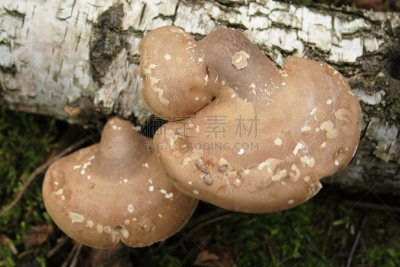 蘑菇,自然,水平画幅,秋天,无人,符号,户外,草,毒蘑菇,红色