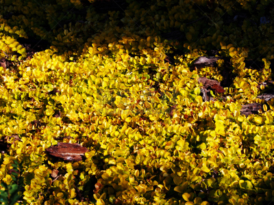珍珠菜,自然,水平画幅,无人,夏天,户外,特写,植物,gold lysimachia,黄色