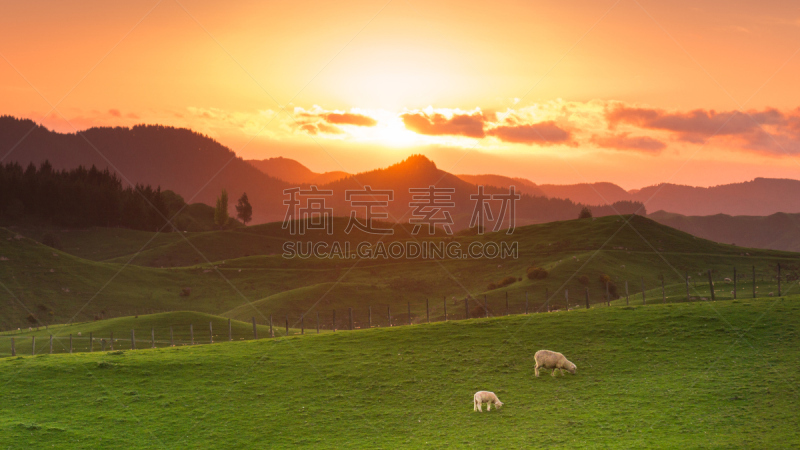 羊场,自然,美,宁静,水平画幅,地形,山,无人,惠斯勒,夏天