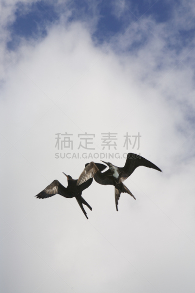 垂直画幅,公园,鸟类,加拉帕戈斯群岛,气球,野外动物,户外,美洲,男性