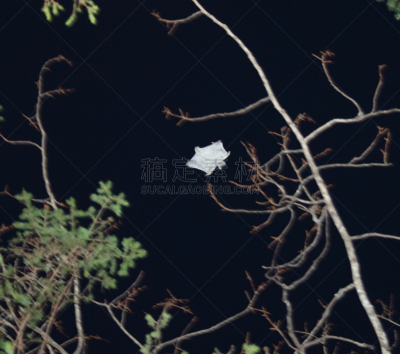 鼯鼠,动物,邮局,灰色,古典式,野外动物,邮戳,全球通讯,地球形,全球商务