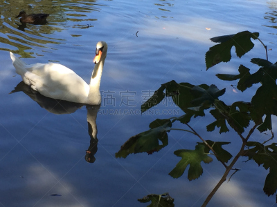 swan swimming in the pond