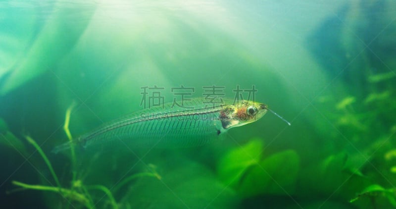 鲶鱼,玻璃,glass fish,鬼龙剃刀鱼,热带鱼,尾鳍,动物的鳞,动物鳍,水族馆,海洋生命