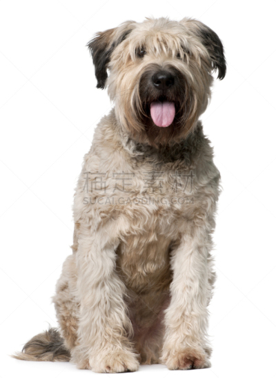 法兰德斯畜牧犬,白色背景,两只动物,古典式,动物主题,纯种犬,背景分离,法国,狗,脊椎动物