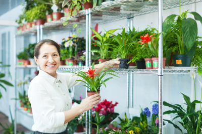 商店,花卉商,樱草属,擎天属,水平画幅,顾客,室内植物,仅成年人,植物,仅一个中老年女人