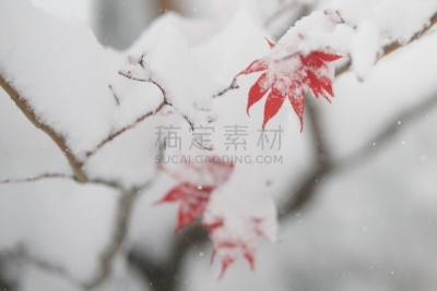 秋天,银色,染料,水平画幅,雪,无人,葡萄树枫木,户外,北海道,镜头眩光