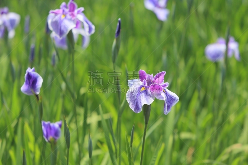 虹膜,园林,白菖蒲,夏令时,鸢尾,鸢尾属,雨季,美,公园,水平画幅