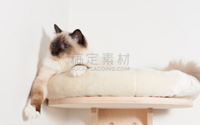 猫,缅甸猫,架子,海豹猫,灵性,爪子,纯净,动物身体部位,家具,居住区