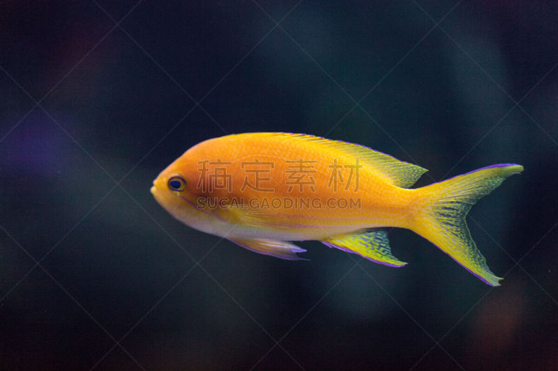 fairy basslet,鱼类,lyretail anthias,侧牙鲈,红色,礁石,丝鳍拟花鮨,水平画幅,anthias fish,无人