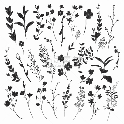 绘画插图,矢量,草本,植物群,黑色,线条画,枝,叶子,轮廓,花纹