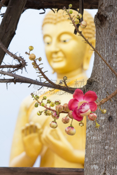炮,寺庙,垂直画幅,无人,户外,泰国,植物,佛,花