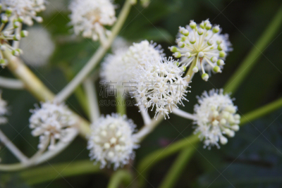 八角金盘属,自然,水平画幅,无人,日本,户外,特写,植物,兵库县,冬天