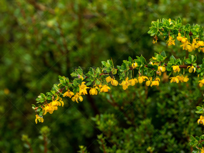 莫雷诺冰川,仅一朵花,黄色,埃尔卡拉法特,水平画幅,水果,无人,户外,世界遗产,花