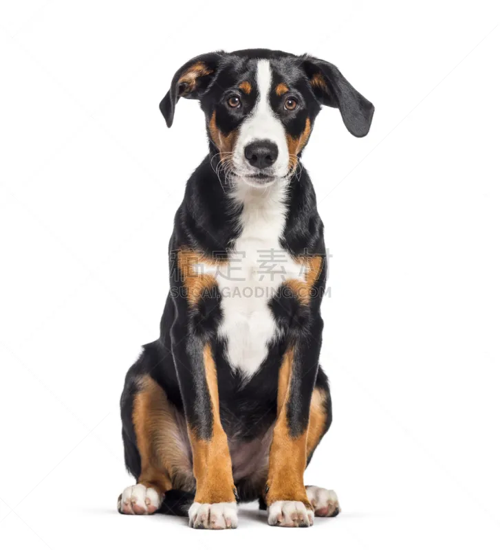 白色背景 3到4个月 内阿彭策尔 比利时 动物主题 纯种犬 背景分离 肖像 狗 一只动物图片素材下载 稿定素材 白色背景 3到4个月 内阿彭策尔 比利时 动物主题 纯种犬 背景分离 肖像 狗 一只动物图片素材下载 稿定素材