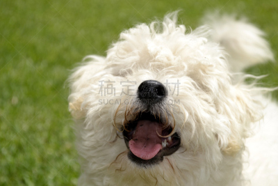 交情很深,比熊犬,苍白的头发,吠狗,卷发器,动物舌头,伸舌头,动物嘴,纯净,完美