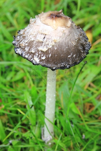 笔帽状蘑菇,鸡腿菇,孢子,自然,垂直画幅,留白,秋天,衰老过程,蘑菇,草坪