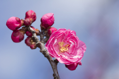 梅花,特写,重瓣花,李树,水平画幅,无人,春天,东京,粉色,关东地区