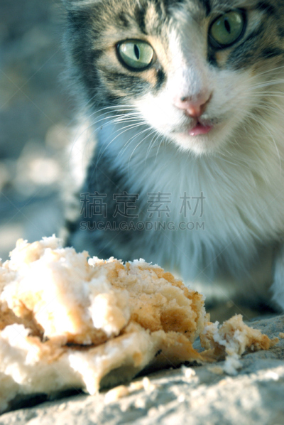 猫,餐具,垂直画幅,膳食,动物身体部位,干的,恐惧,特写,充满的,面包