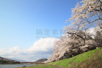 樱花,角馆,自然,水平画幅,樱桃,无人,日本,有机食品,科学,江户时代