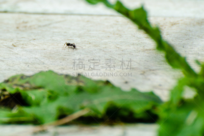 蚂蚁,厚木板,水平画幅,马尼托巴湖,古典式,动物身体部位,野外动物,夏天,特写,风景