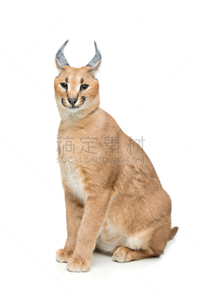 狞獾,山猫,自然美,分离着色,白色,6到11个月,垂直画幅,留白,可爱的,生物