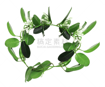 仅一朵花,白色背景,自然,芳香的,水平画幅,无人,花序,组物体,明亮,植物茎