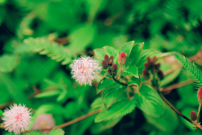 夏天,草,白昼,特写,天空,美,水平画幅,无人,草坪,户外