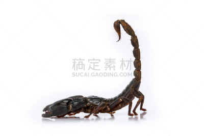 蝎子,须肢,前肢之螯,蜘蛛恐惧症,螫针,螫刺的,褐色,野生动物,水平画幅,生物