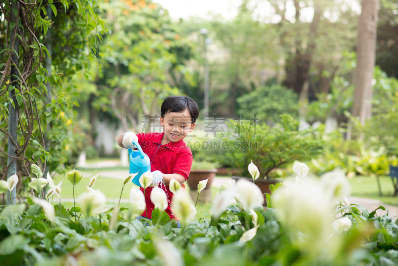 菜园,男孩,植物群,古巴和声,实地考察旅行,狮群,短马鞭,马累,努力,浇水